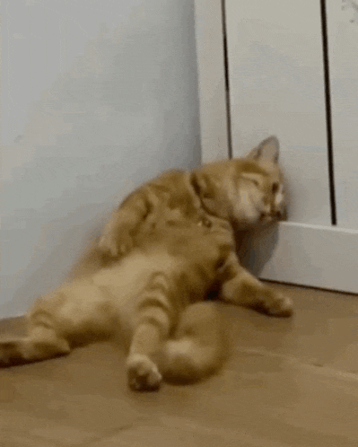 Bored cat